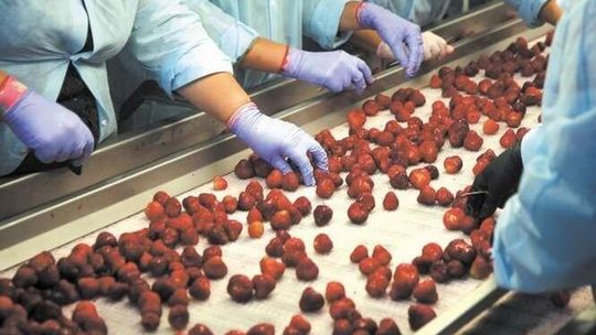 "4660 bezrobotnych, ale chętnych do pracy nie ma". Tę lukę wypełniają Ukraińcy