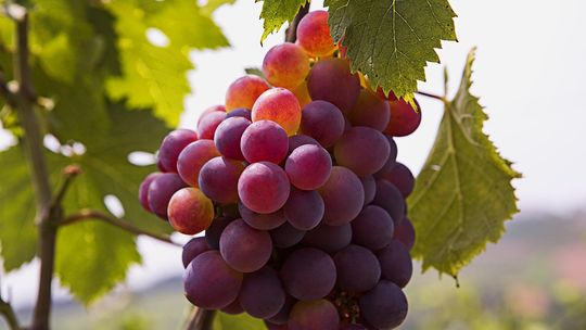 4Sir2 Smoothy – Smak, który wspiera zdrowie. Europejski projekt przeciw otyłości dzieci