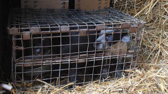 50-latek skazany za maltretowanie zwierząt. Tak wyglądała jego nielegalna hodowla [zdjęcia]