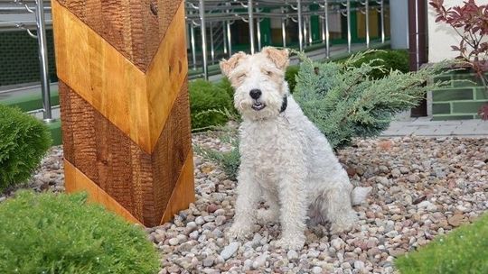 65 nosów na tropie narkotyków i broni. Jak pracują psy w Straży Granicznej?