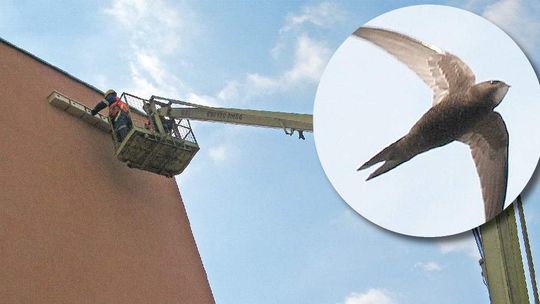 66 budek dla jerzyków, czyli jak spółdzielnia radzi sobie z komarami