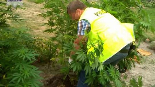 69-latka hodowała konopie indyjskie, żeby zrobić krem pod oczy