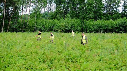 70 osób szukało padłych dzików. Znaleźli 14 zwierząt
