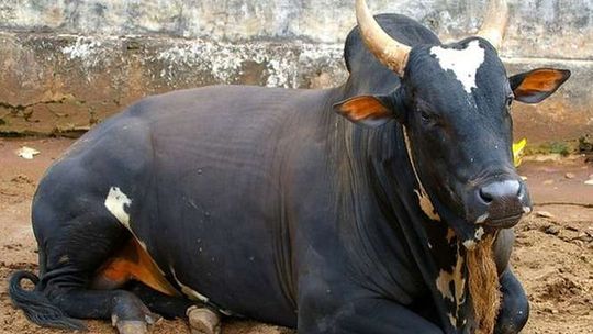 700-kilowy byk uciekł z rzeźni, złapali go po tygodniu