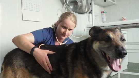 760 osób z woj. lubelskiego zachorowało na boreliozę. Kleszcze groźne także dla zwierząt