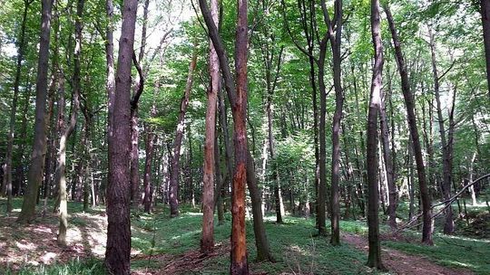 79-latek wyszedł na grzyby. Znaleźli go półprzytomnego