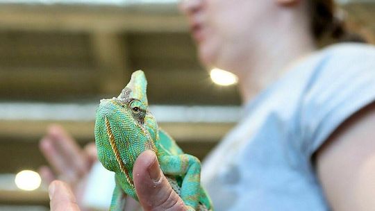 A ja w domu mam jaszczurkę. Raj dla miłośników egzotyki 