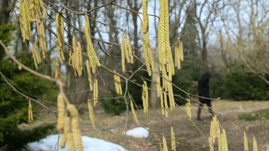 A jednak wiosna. Pierwsze oznaki w Ogrodzie Botanicznym UMCS [zdjęcia]