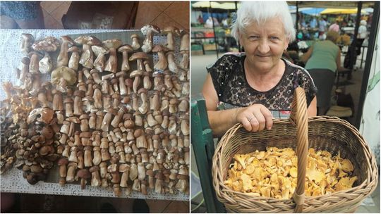 A może rzucić wszystko i pojechać do lasu na grzyby? Grzybiarze zbierają pełne kosze [zdjęcia]