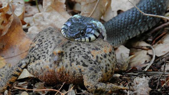 A to żmija! Czy może jednak sympatyczne zwierzę?
