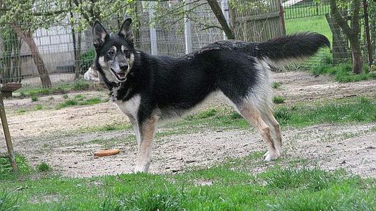 Abramowice Prywatne: Zaginął pies