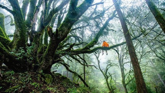 Aby chronić europejskie lasy, trzeba zadbać o ich otoczenie i procesy regeneracji