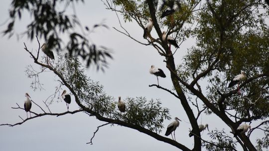 Ach śpij, bocianie. Niezwykła noclegownia niedaleko Zamościa