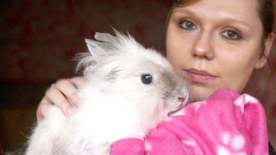 Adoptuj królika. Stowarzyszenie otwiera biuro w Lublinie (wideo)
