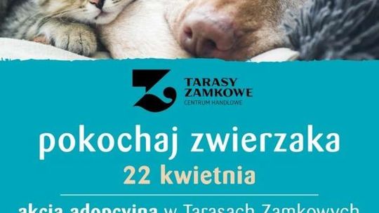 Adoptuj zwierzaka. Akcja w Tarasach Zamkowych