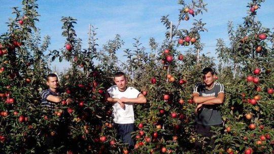 Adrian, Damian i Rafał Palus, Marysin w powiecie krasnostawskim