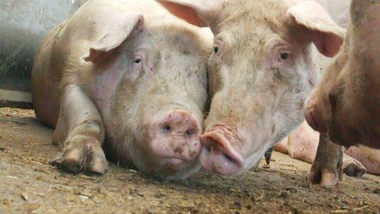 Afrykański pomór świń. Wirusa nie ma, ale zagrożenie jest