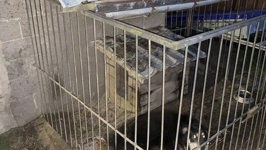 Agresywny pies rzucił się na kobiety i dziecko