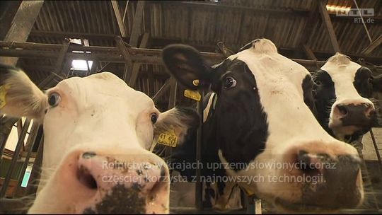 Agrobiznes: Rolnik dostanie SMS-a, gdy krowa \"ma ochotę\" (wideo)