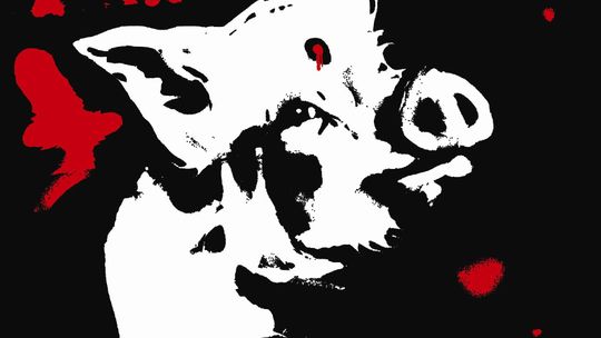 AH1N1 w klubie Tektura