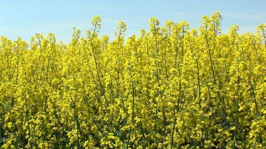 Air Show czy paliwo z rzepaku? 238 projektów walczy o tytuł priorytetowych