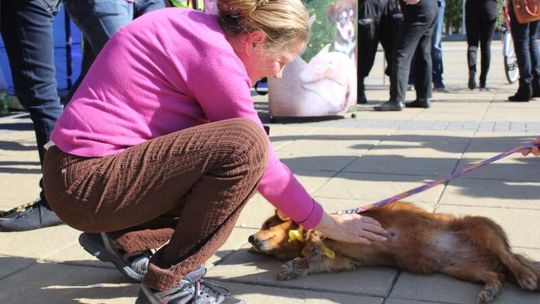 Akcja adopcyjna psów w Puławach (zdjęcia)