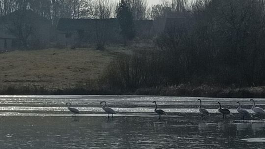 Akcja na zalewie Czajka. "Siedem łabędzi przymarzło"