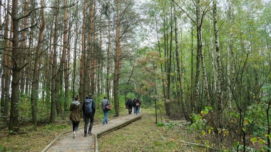 Akcja #SadziMY. Lasy Państwowe będą rozdawać drzewka