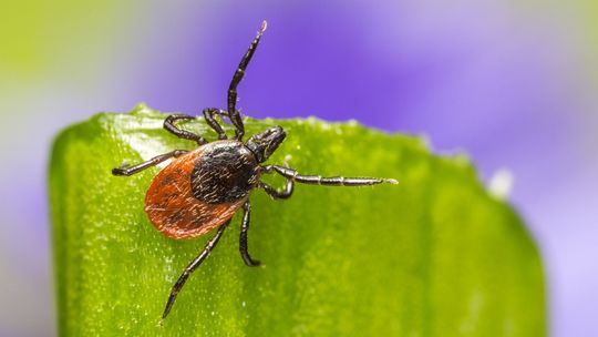 Akcja „Stop boreliozie”. Możemy na nią cierpieć i o tym nie wiedzieć