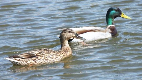 Akt oskarżenia przeciwko... miejskim kłusownikom w Zamościu