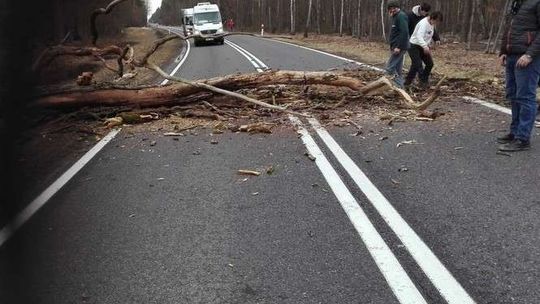 Alarm 24: Drzewo spadło na drogę, były utrudnienia