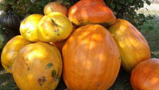 Alarm 24: Dynie tak wielkie, że ledwo się mieszczą na taczce