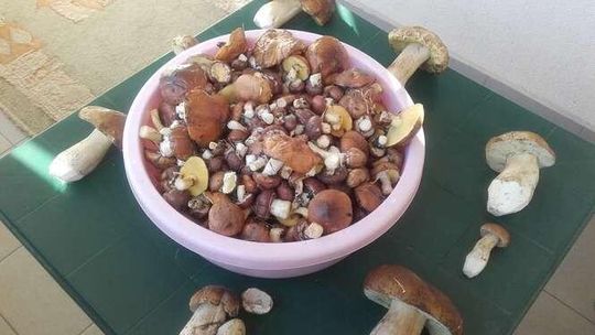 Alarm 24: Grzybobranie w okolicach Leszkowic