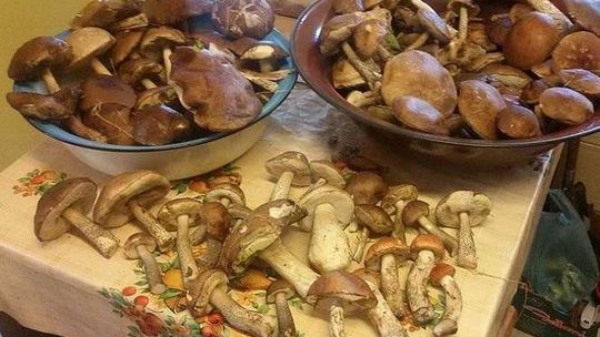 Alarm 24: Grzybobranie w okolicach Wąwolnicy