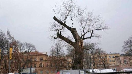 Alarm 24: Niech Baobab "umiera na stojąco, z godnością"