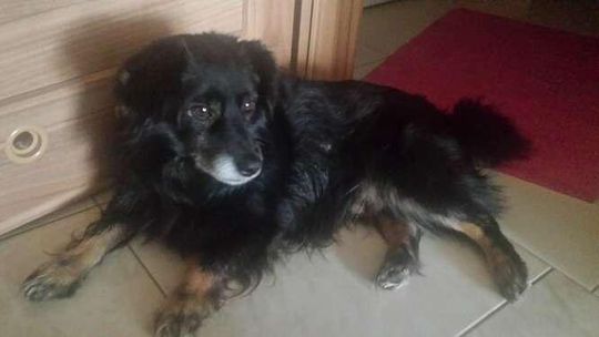 Alarm 24: Pies Jasiek szuka nowego domu