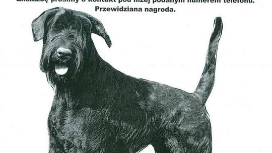 Alarm 24: Zaginął czarny duży pies rasy sznaucer olbrzym z brodą