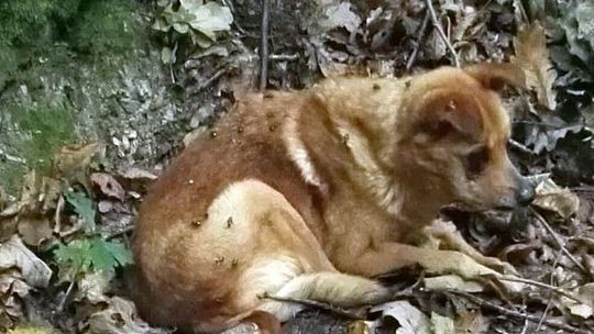 Alarm 24: Znaleźli w lesie psa. To był wstrząsający widok