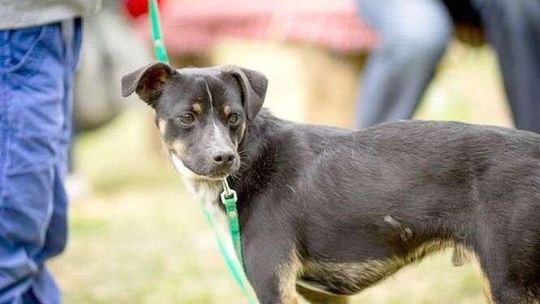 Alarm24: Marcinek jak przecinek. Pies czeka na nowy dom