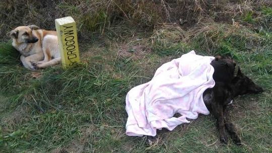 Alarm24: Porzucone psy przy krajowej "dwójce"