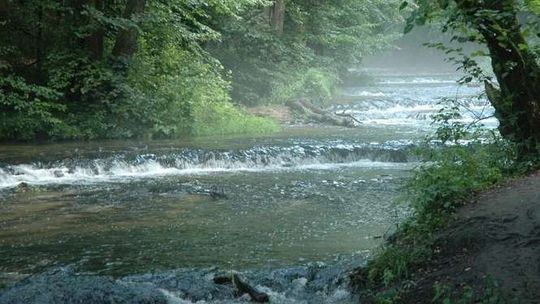 Alarm24: Roztoczańskie Szumy. Kto posprząta "Cud Polski"?