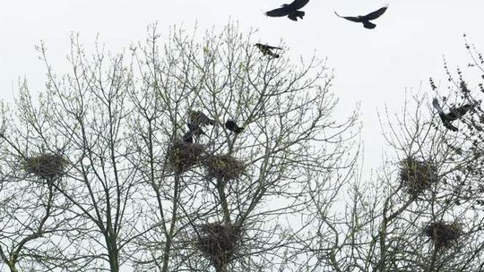 Alarm24: Strzały na cmentarzu przy ul. Lipowej. Ktoś płoszy ptaki?