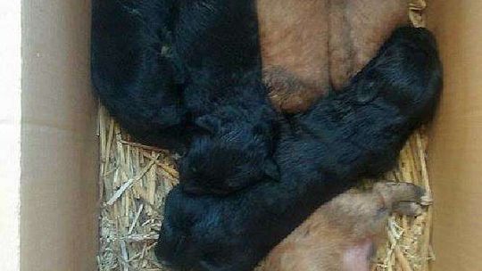 Alarm24: Szczeniaki znalezione w worku koło Kurowa. Czekają na nowy dom