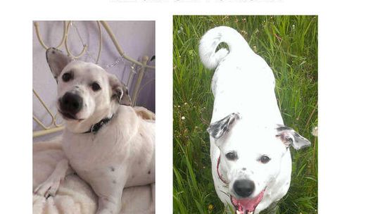 Alarm24: Zaginął pies na Czechowie