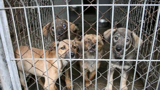 Albo czip, albo schronisko