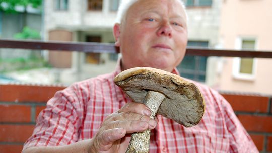 Ale kozak!: Takie grzyby już rosną w lasach