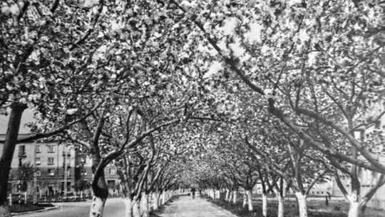 Aleja jabłoniowa w Kraśniku na nowo zakwitnie