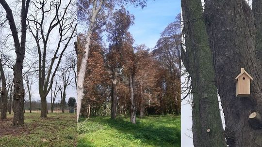 Aleja kasztanowców uratowana. Gmina dobrze wydała dotację