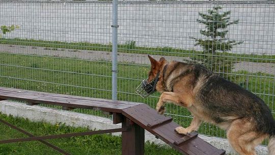 Algo i Dezor to najlepsi psi policjanci w regionie