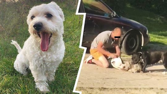 Amstaffy, które zagryzły maltańczyka w Elizówce już z dala od domu. Co się z nimi stanie?